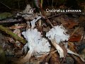 Craterellus sinuosus-amf388